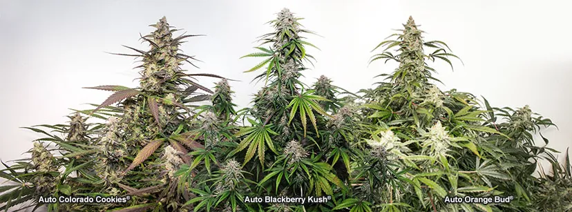 Dutch Passion autoflowers